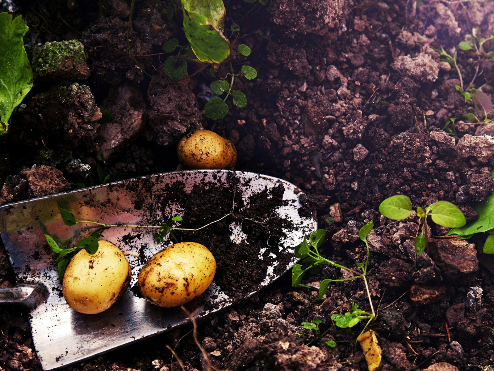 potatis, jord, odling, skörd