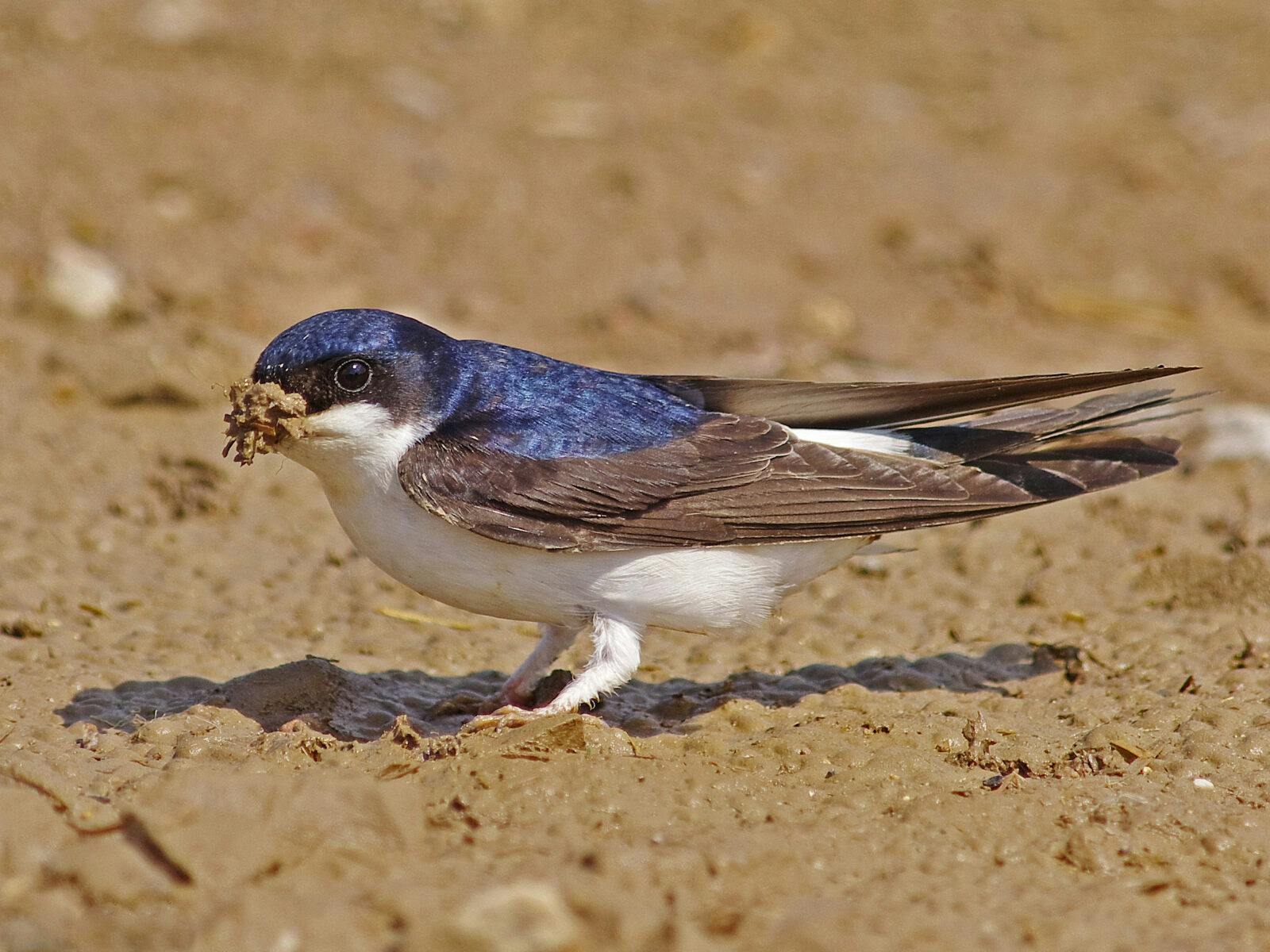 A Common House Martin [Delichon urbicum] collecting mud to build a nest