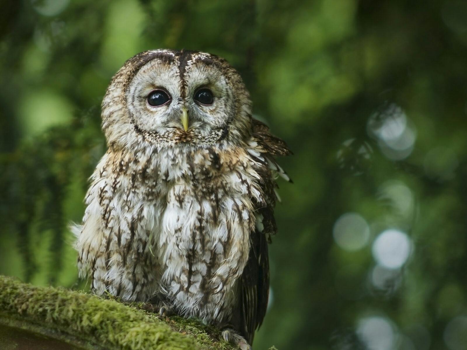 Young tawny owl sitting on moss outdoors. Green bokeh background.