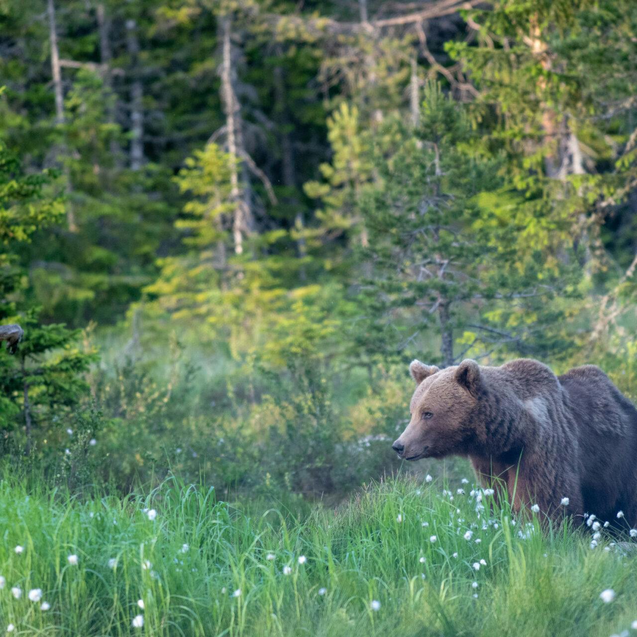 Bilden visar en brunbjörn som vandrar genom en äng med högt gräs och vita blommor, troligen prästkragar. I bakgrunden syns en tät barrskog. Det verkar vara tidig morgon eller sen eftermiddag eftersom ljuset är mjukt och varmt. Björnen ser ut att vara i rörelse och är placerad till vänster i bilden, vilket ger en känsla av att den har gott om utrymme att röra sig mot höger i bildramen.