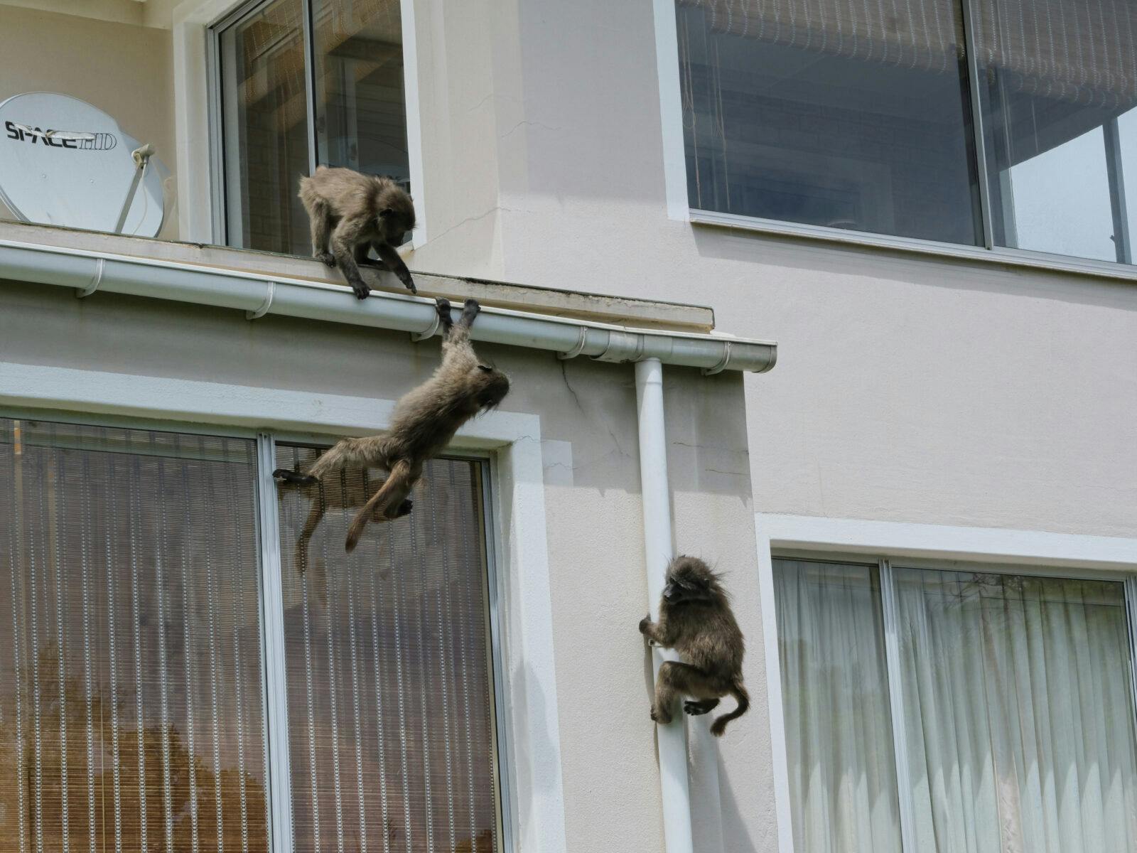 Baboons climbing on the house.