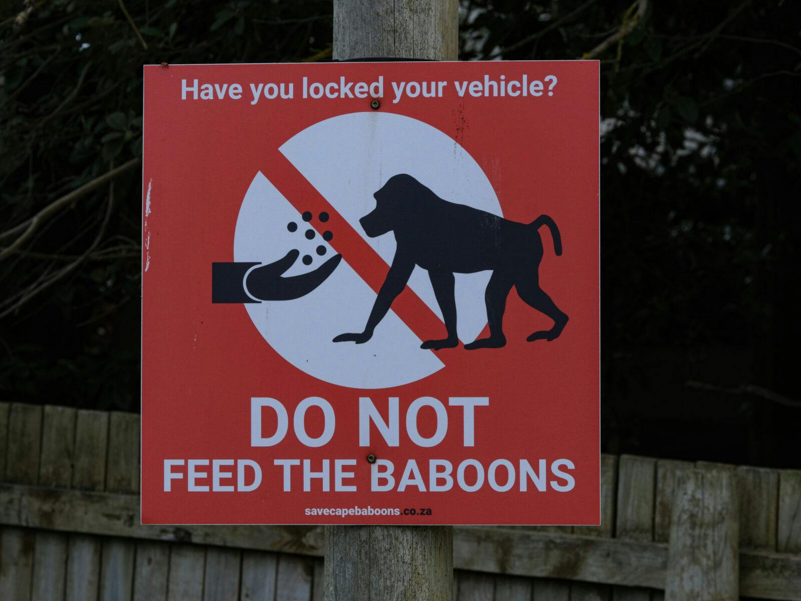 You should not feed the baboons.
