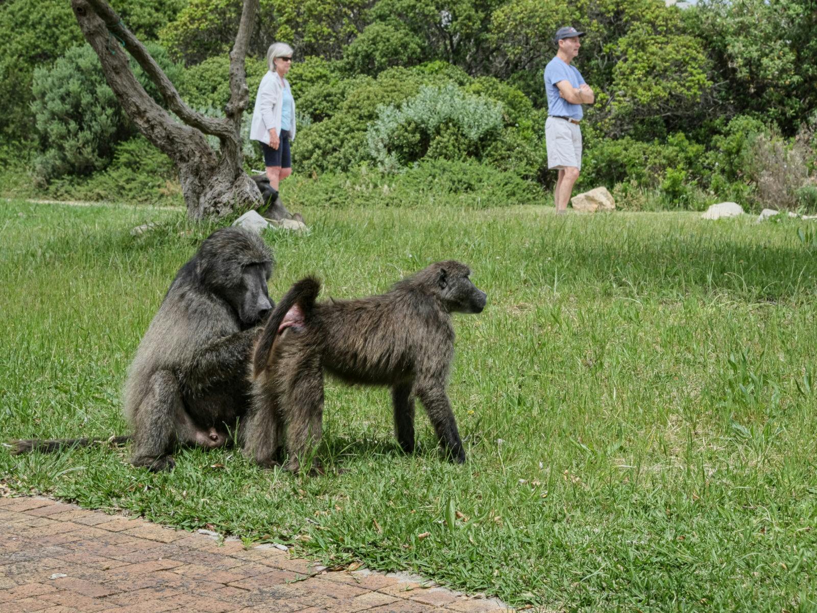 Lesley and Gavin Lundy, stroll past the baboons as they groom each other.