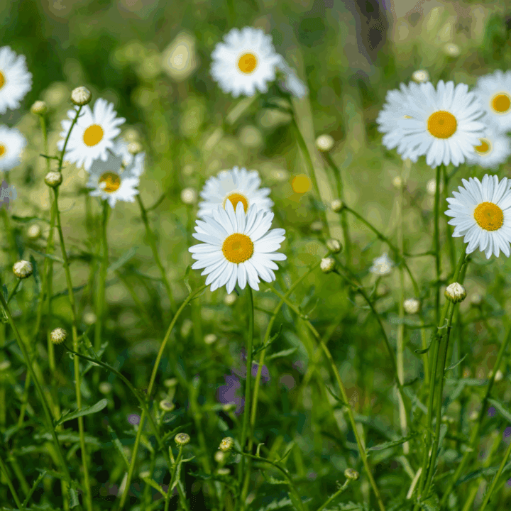Blommor