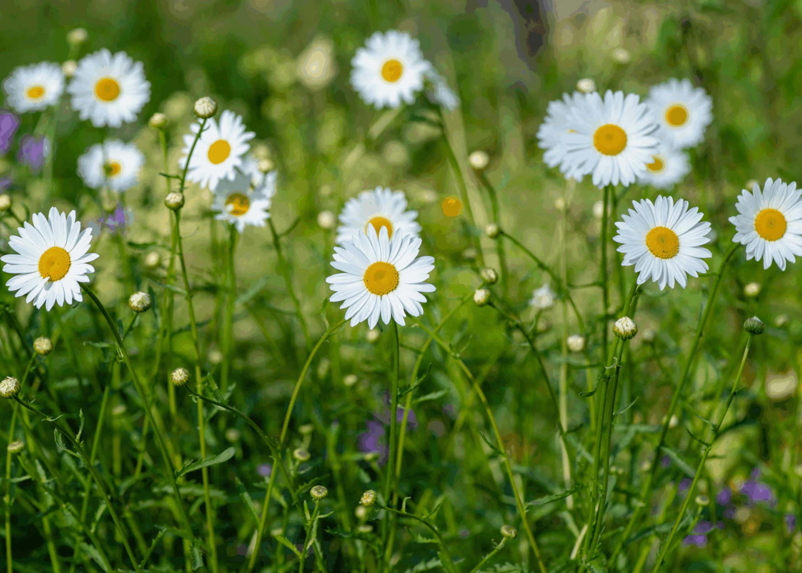 Blommor