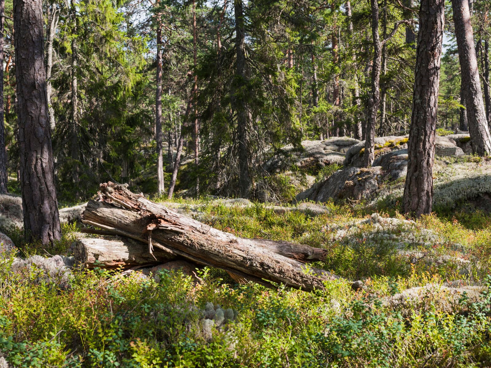 tall,träd,barrträd,berghäll,berghällar,res,skogsbruk