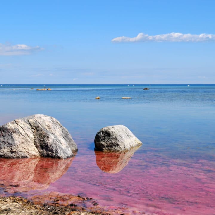 alger,algblomning,östersjön,strand,rosa,vatten,strand,stenar