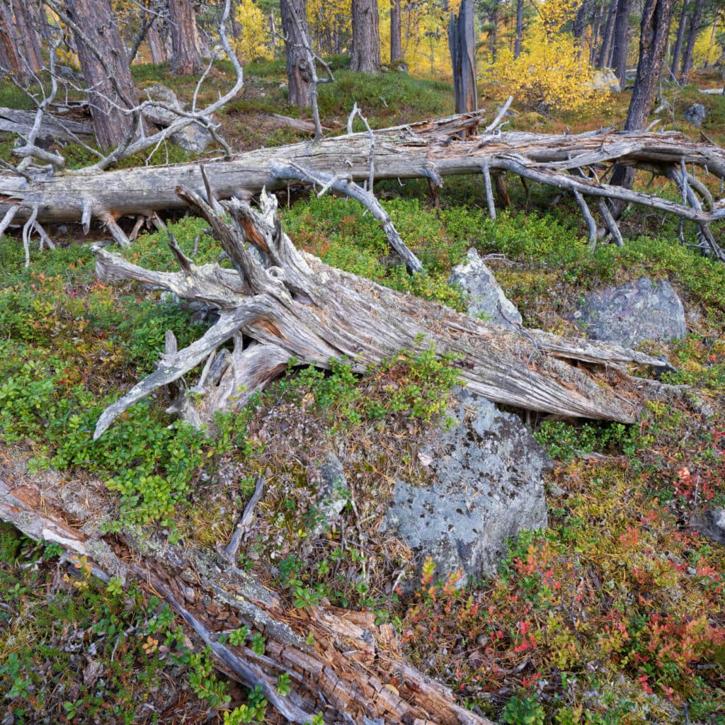 Gammal skog.