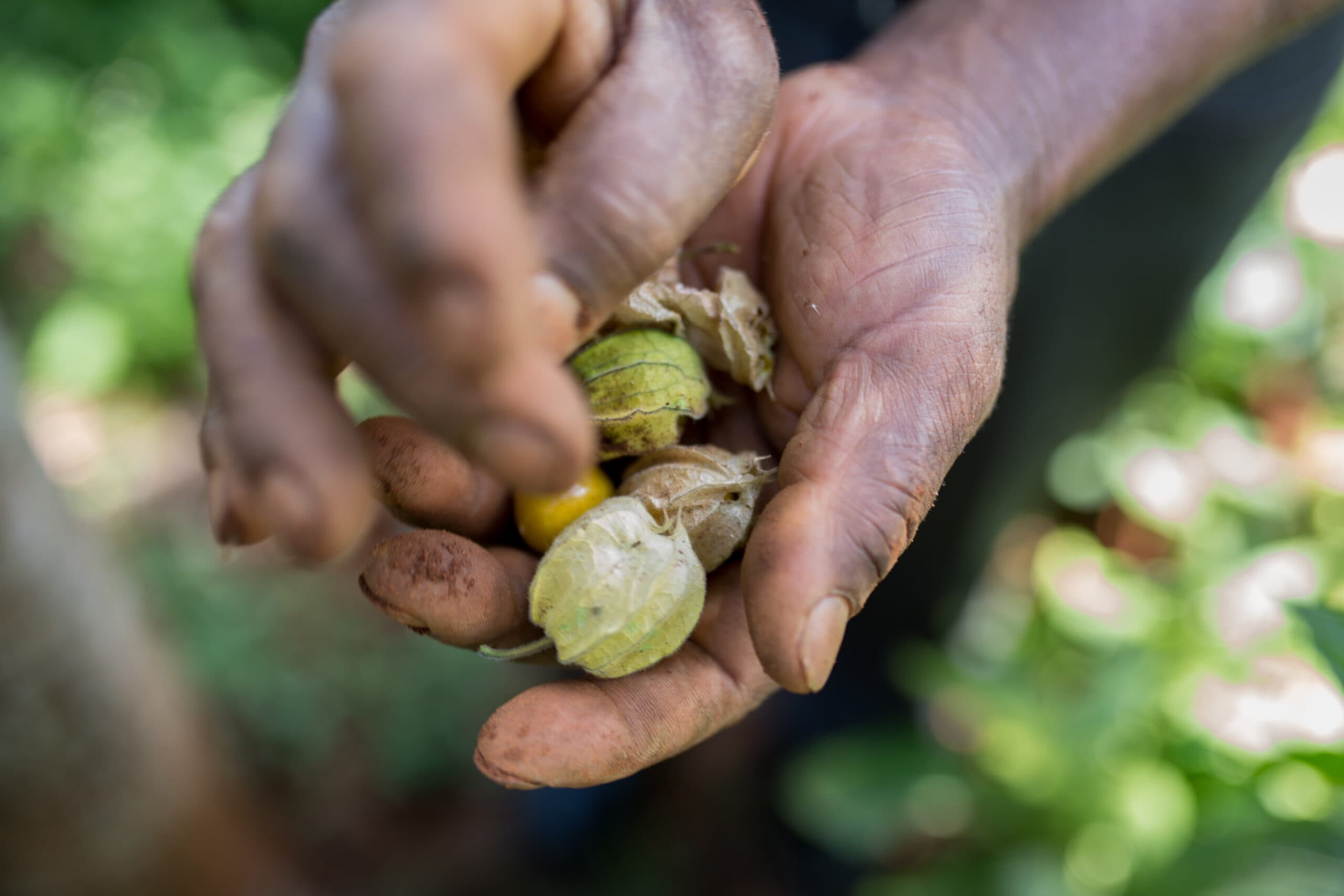 Biovision Africa Trust. Samuel Mainas ekoodling i KenyaSamuel Maina, ekologisk teodlare och småskalig jordbrukare