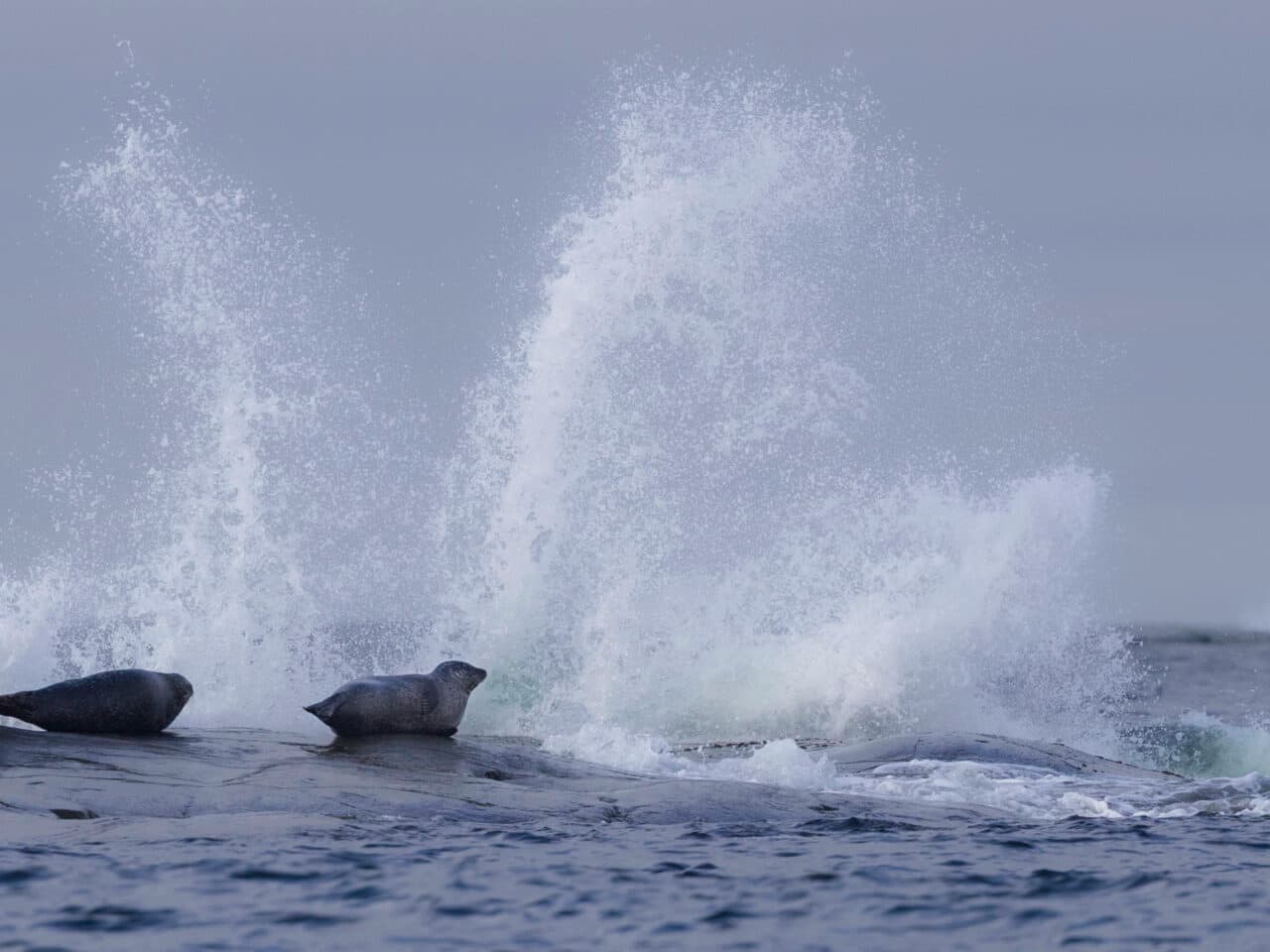 Två sälar på en kobbe i havet.