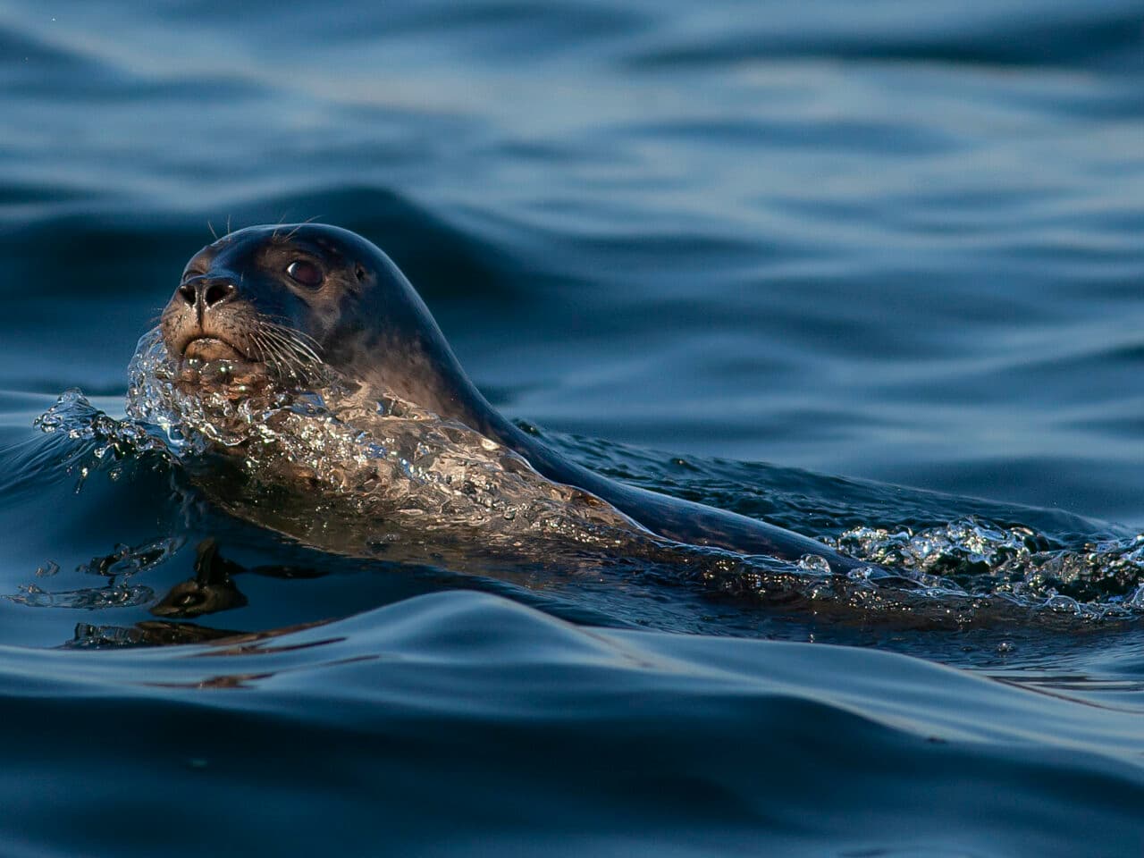 säl som simmar i havet.