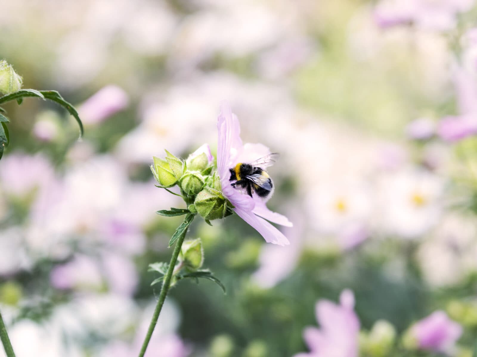 myskmalva, jordhumla, pollinering, humla, blomma, pollinerare,