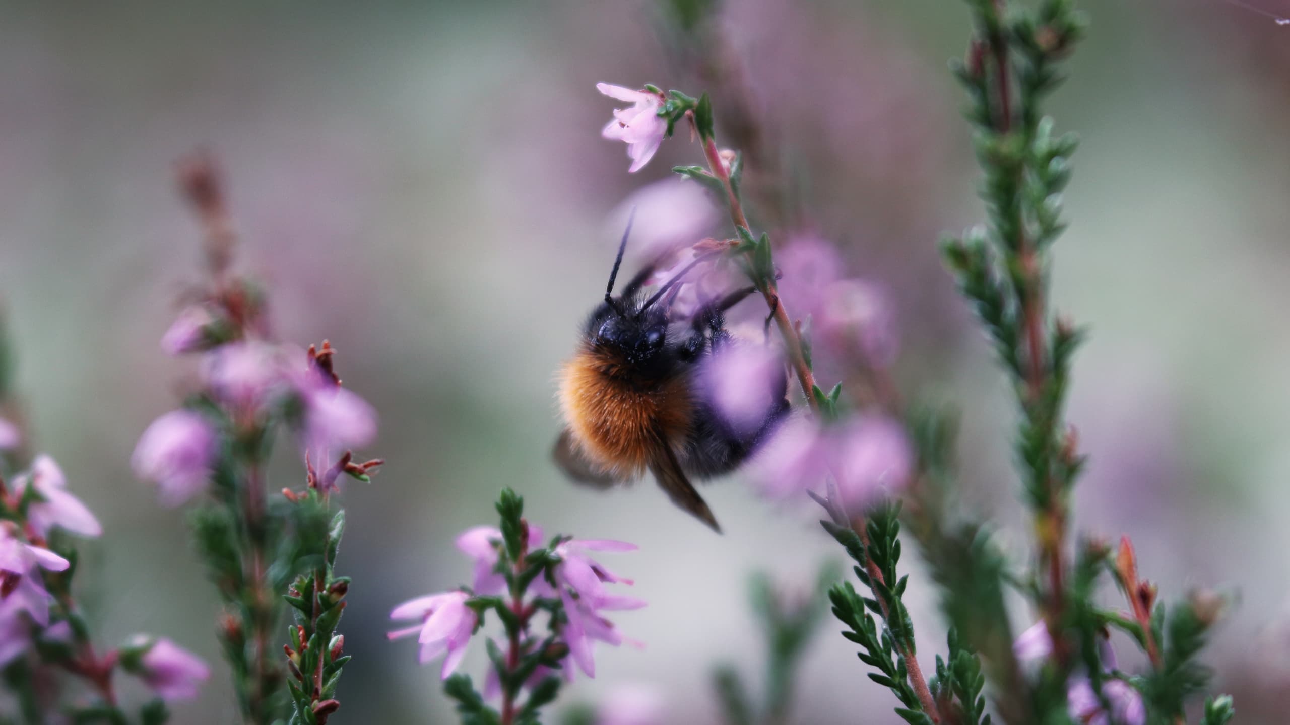 humla, ljung, blomma, pollinering, pollinerare,