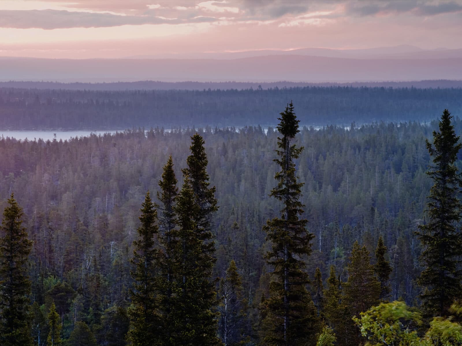 dalarna, landskap, trädtoppar, flygfoto, storslaget, rosa himmel,