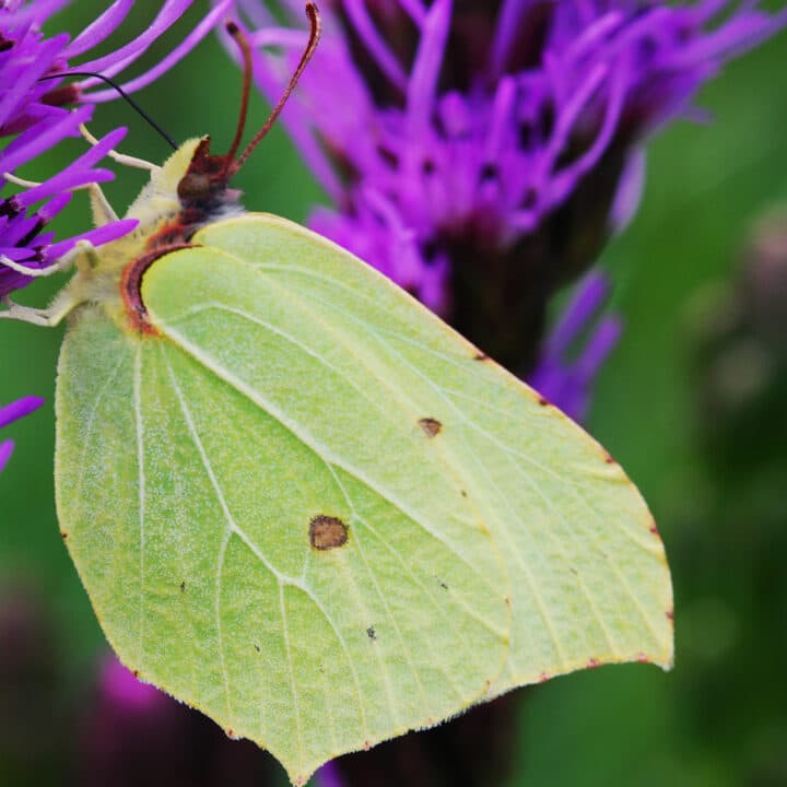 fjäril, citronfjäril, pollinatör, pollinering