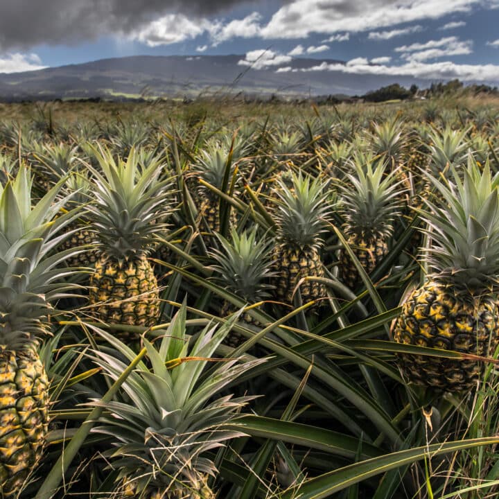 Ananas, ananasplanta, odling, fält, miljögifter, konventionell