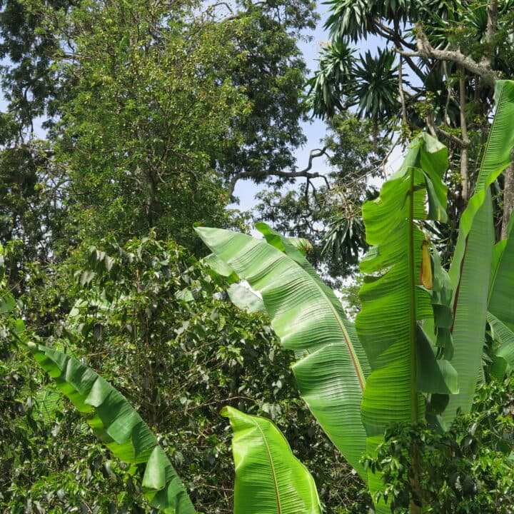 Oromia, Etiopien, kaffe, ISD, 2015, skuggkaffe, kaffe, ekologiskt