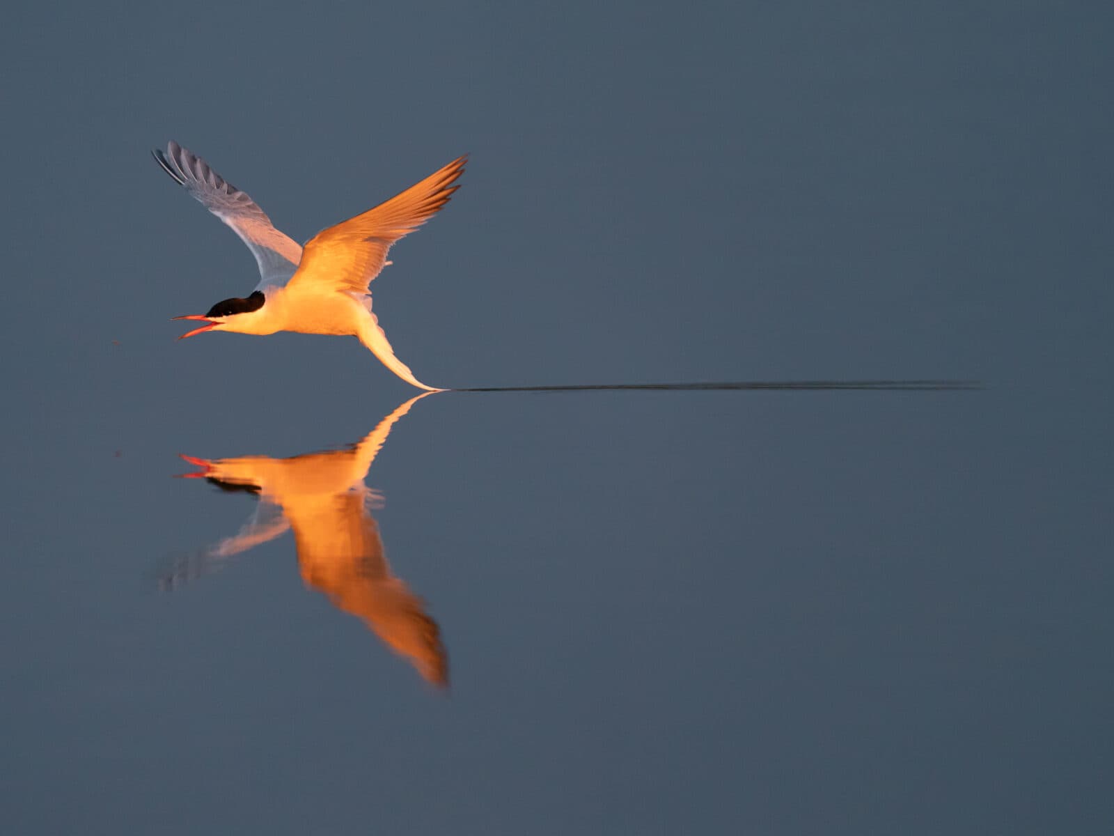 fågel,tärna,sjöfågel,vatten,spegelbild,blåbird, Arctic tern, fly, in flight, reflection, water, Sterna hirundo, Hjalstaviken, Uppland, Sweden