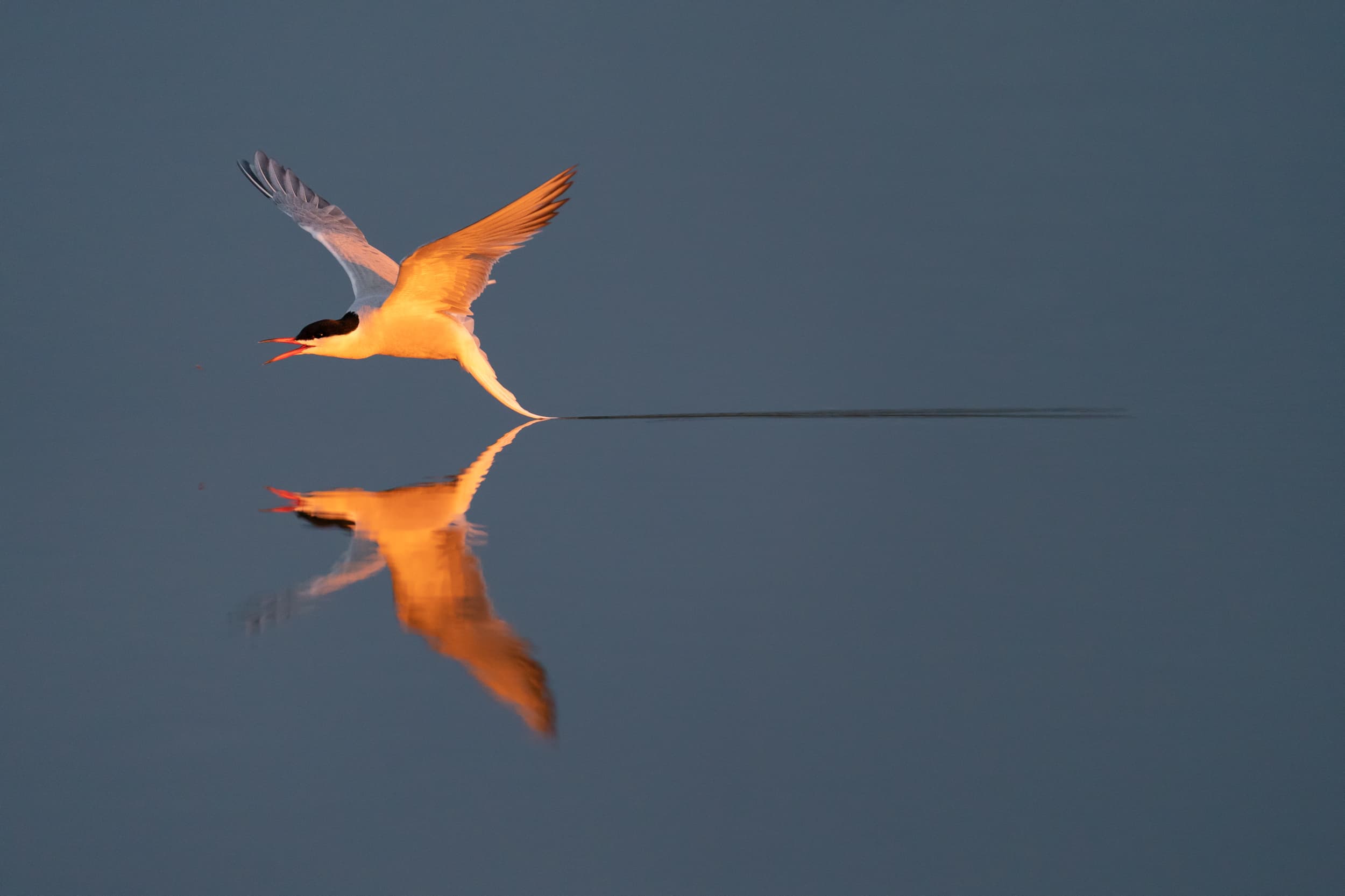 fågel,tärna,sjöfågel,vatten,spegelbild,blåbird, Arctic tern, fly, in flight, reflection, water, Sterna hirundo, Hjalstaviken, Uppland, Sweden