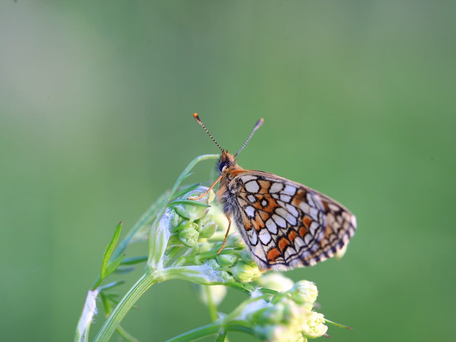 Fjäril, Fjärilar, Insekt, Insekter, Pärlemorfjäril, Blomma, Blommor