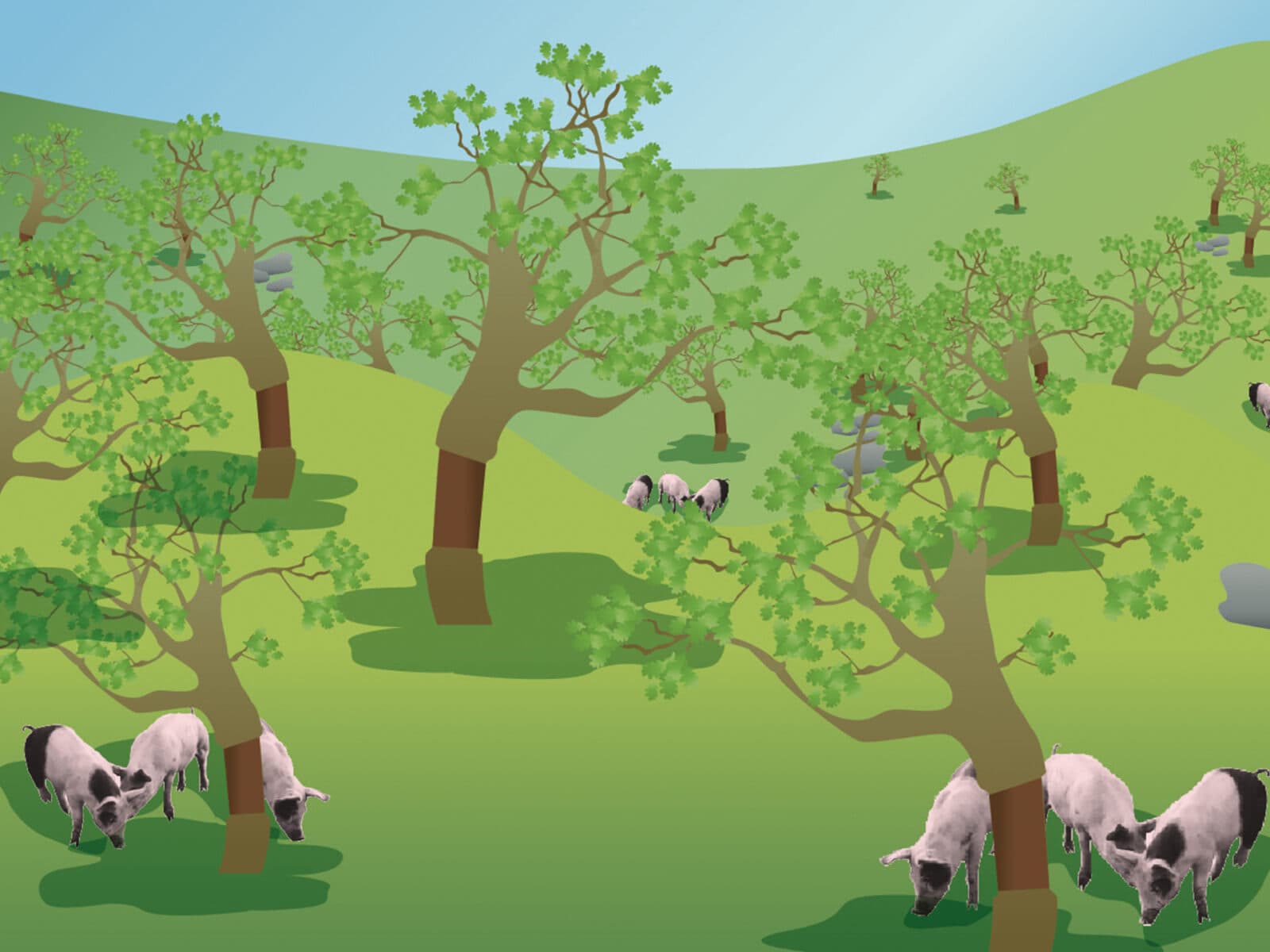 agroforestry, jordbruk, skogsjordbruk, skog, odling, gris, träd, korkek