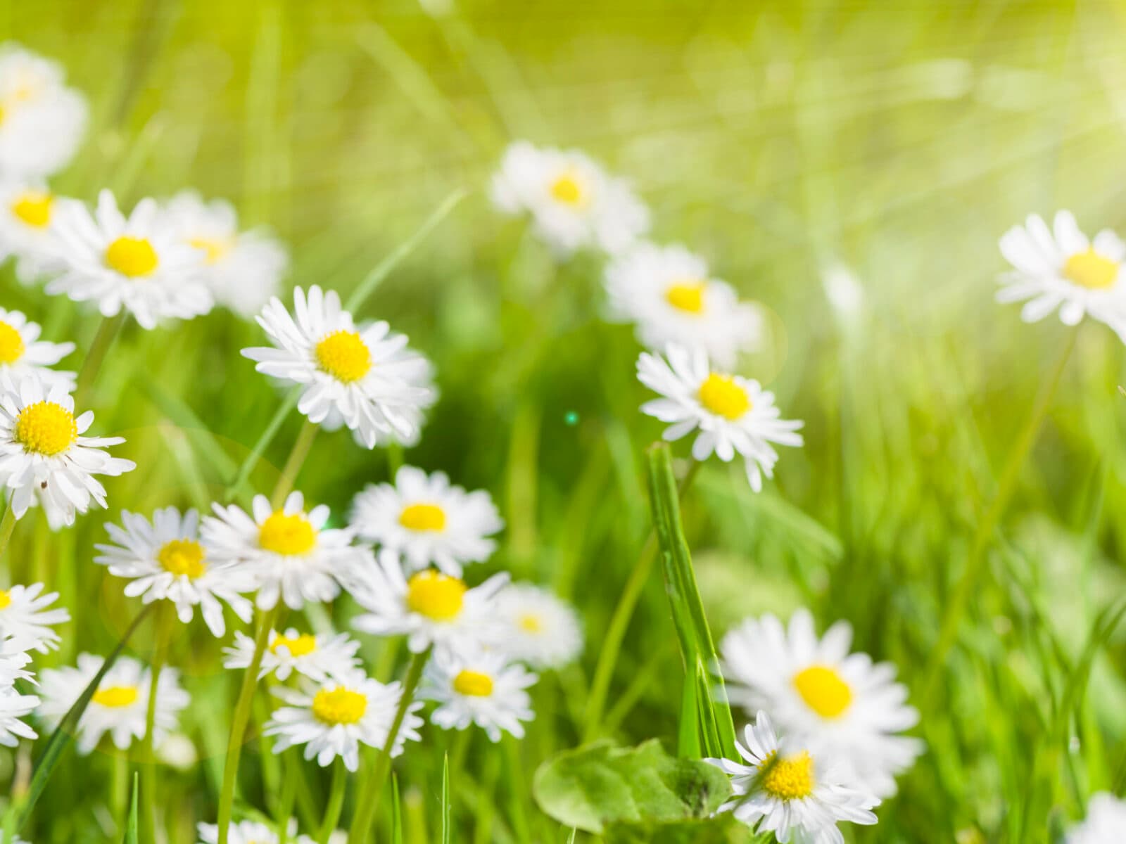 Blomma,blommor,gräs,grön,vit, sommar