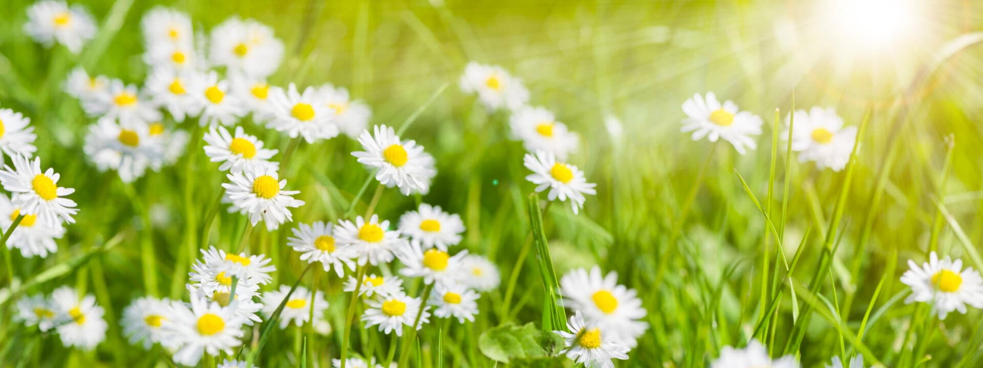 Blomma,blommor,gräs,grön,vit, sommar