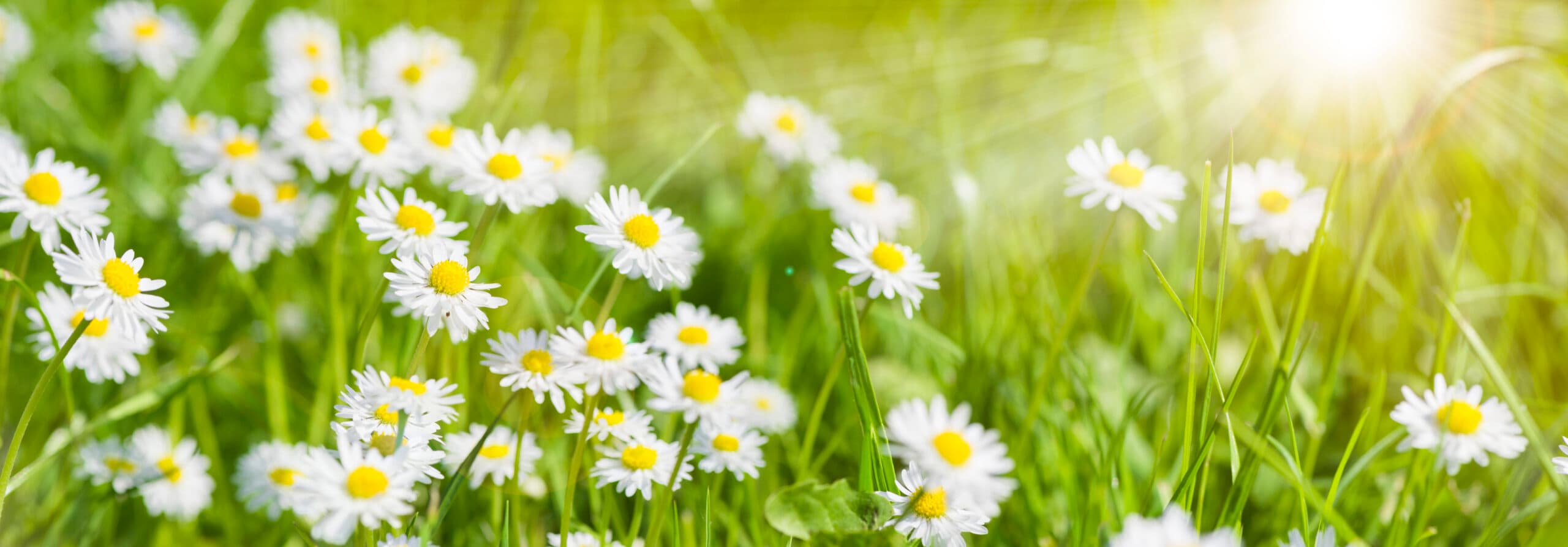 Blomma,blommor,gräs,grön,vit, sommar