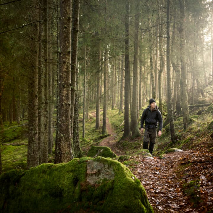 Man på vandring i skogen. Levande skogar.