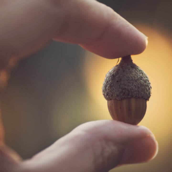 en hand håller ett ekollon mellan tumme och pekfinger