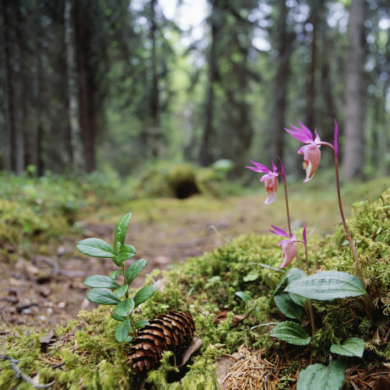 blomma,skog,kottar,mossa,lingonris