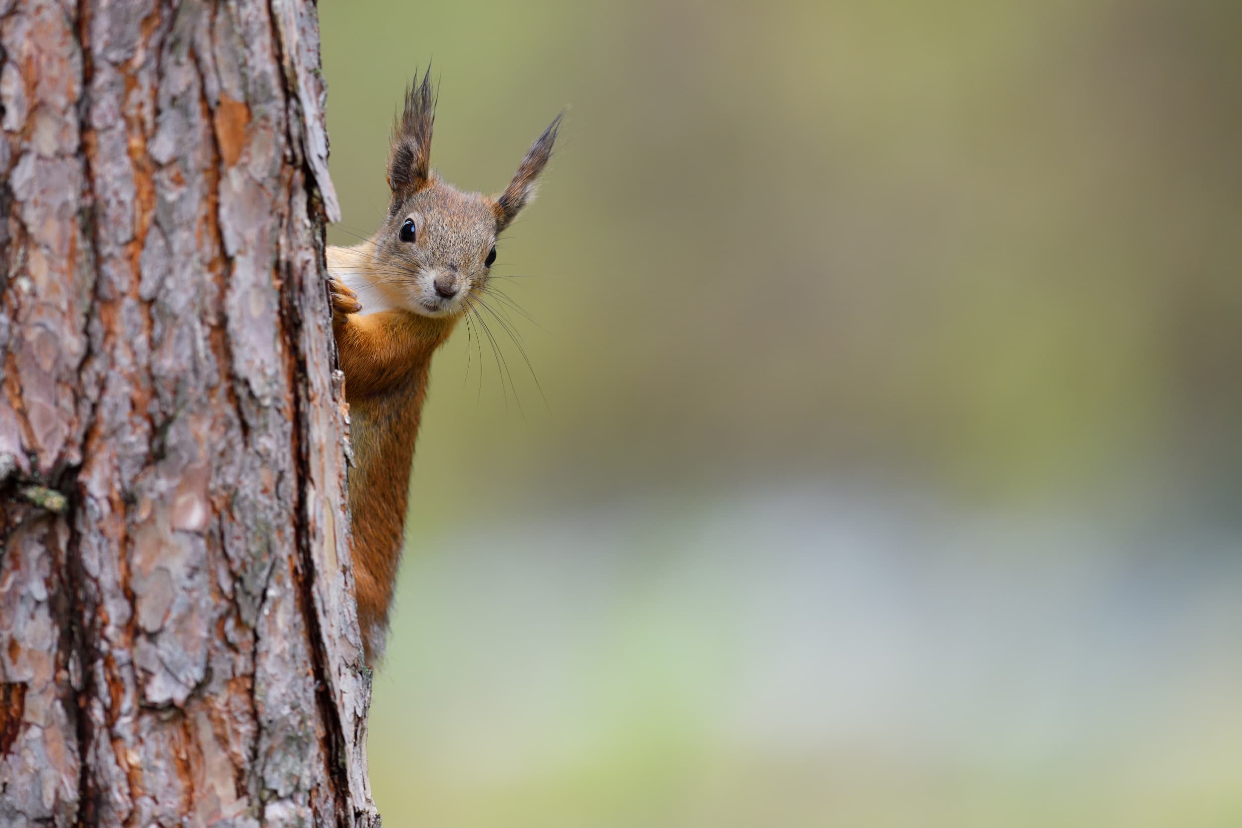 tall,grön,ekorre,Sciurus vulgaris