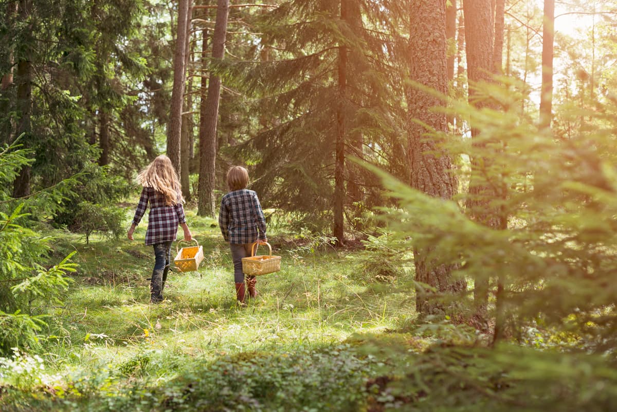 plocka svamp, svensk skog, naturaktivitet, människor, utomhus, vandra, skogspromenad,