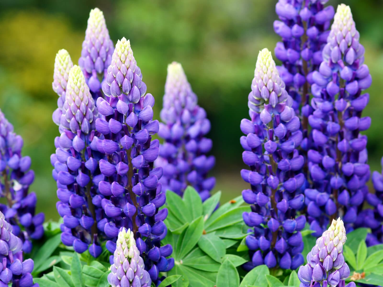 Blommor,invasivel,lila,lupin,sommar,vår