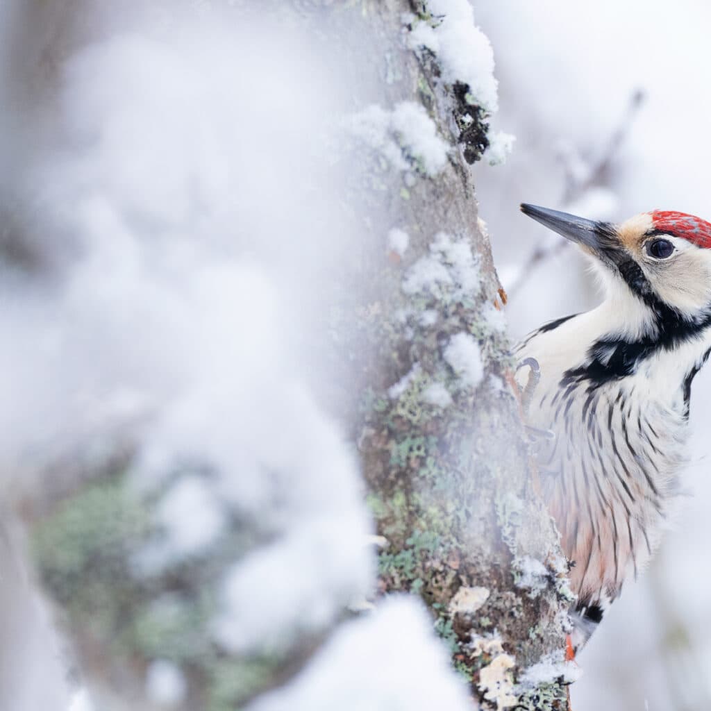 vitrygg,snö,träd,skog,närbild