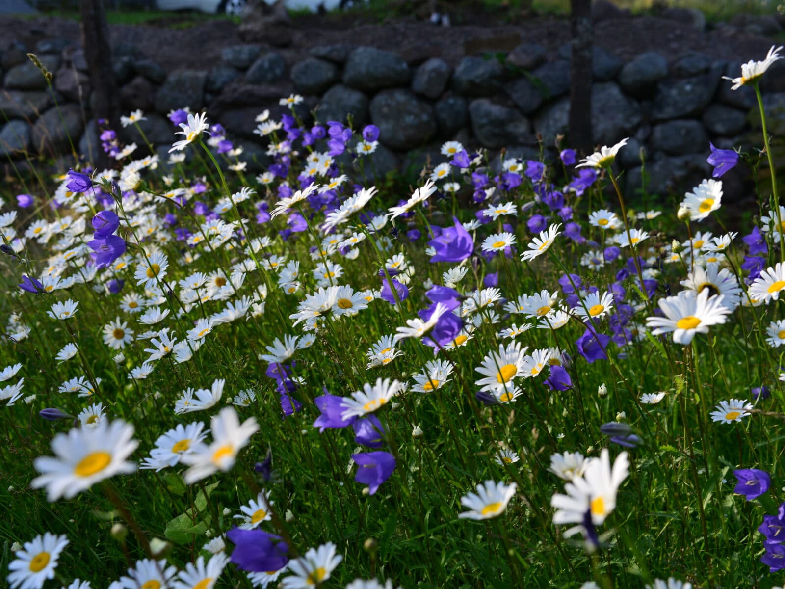 blommande vägkant, blåklocka, mur