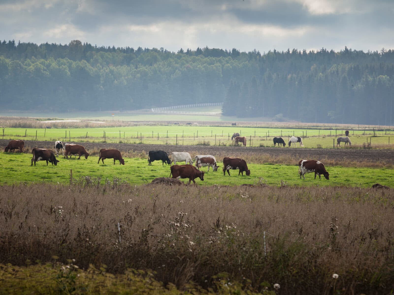 hage,biologisk,mångfald,grön,himmel,skog