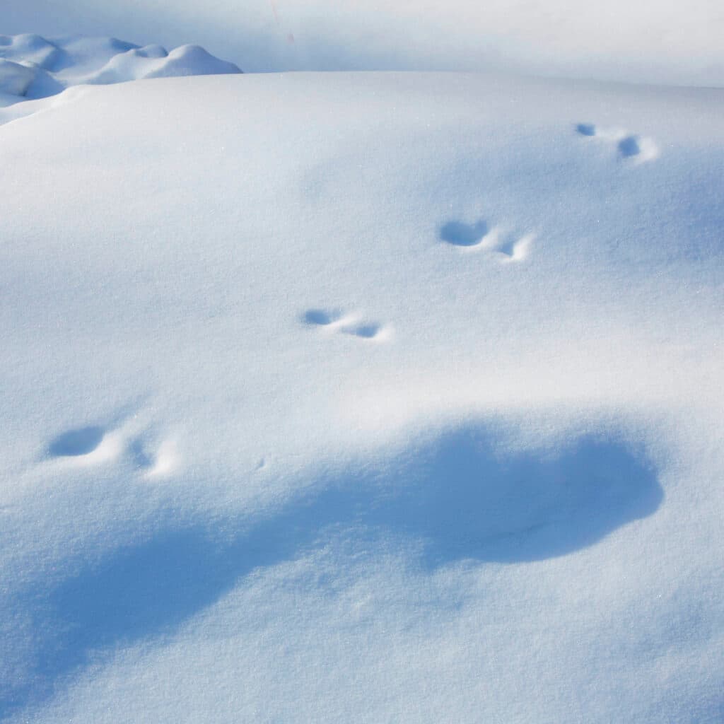 vinter,snö,spår,vit