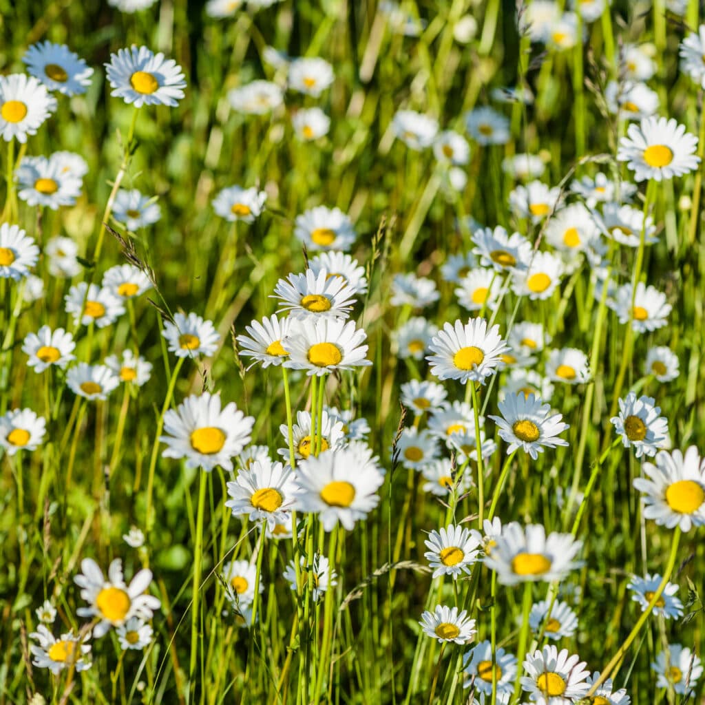 prästkragar blommor i naturen