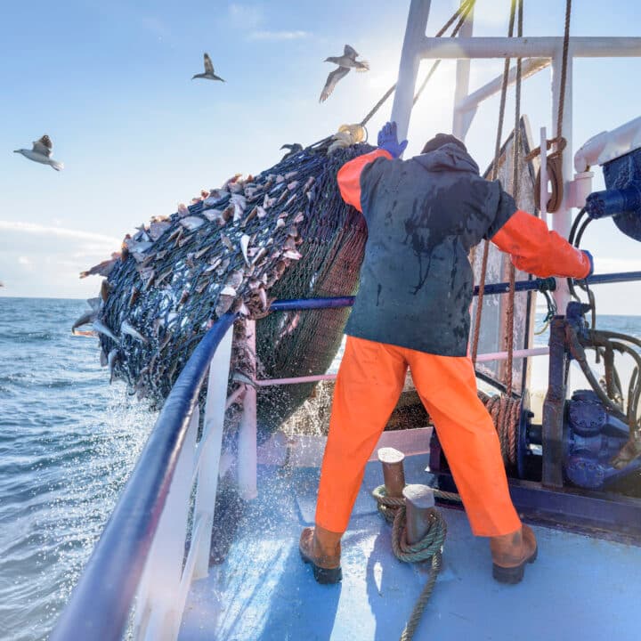 En man tar upp fisknät ur vattnet på båten