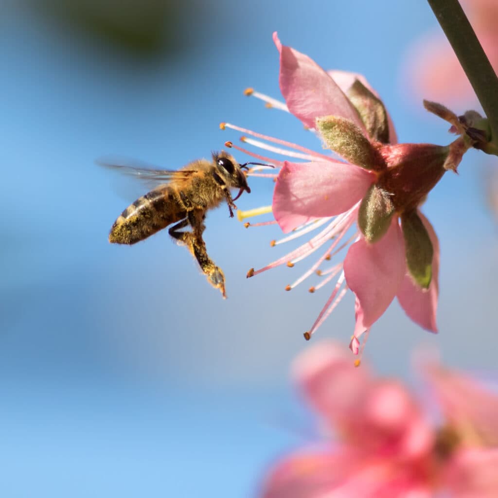 Ett bi pollinerar en rosa blomma. Varför är pollinering så viktigt?