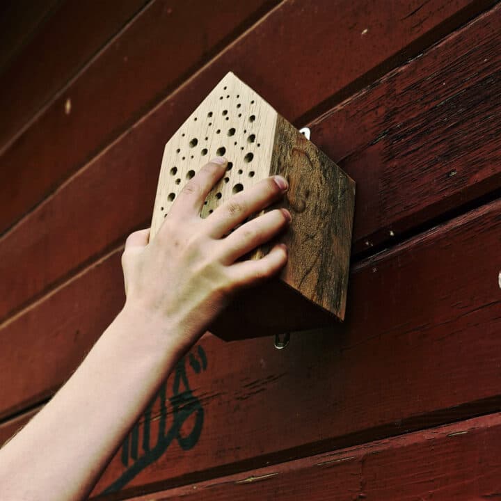 bihotell, vildbihotell, insektshotell, biholk, barnkammare, bin, skolgård