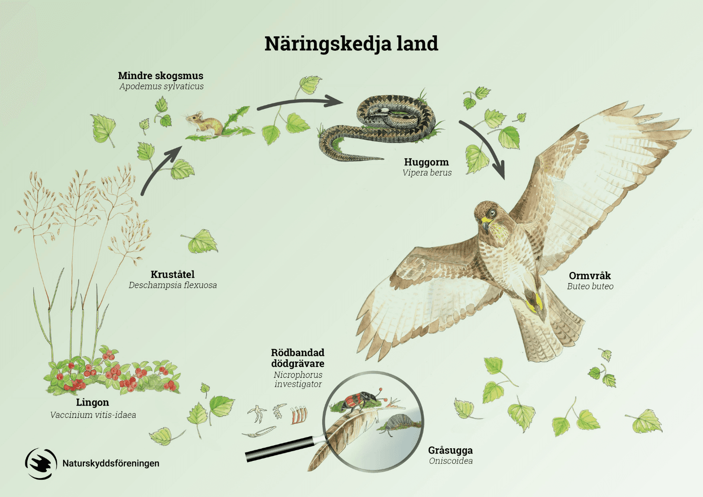 Illustration av näringskedja på land