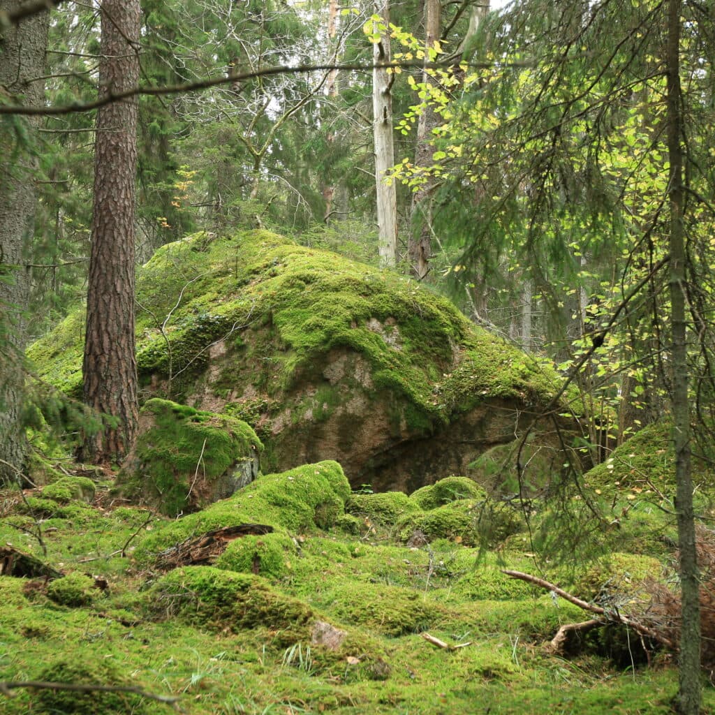 Reservat,gammelskog,Uppland