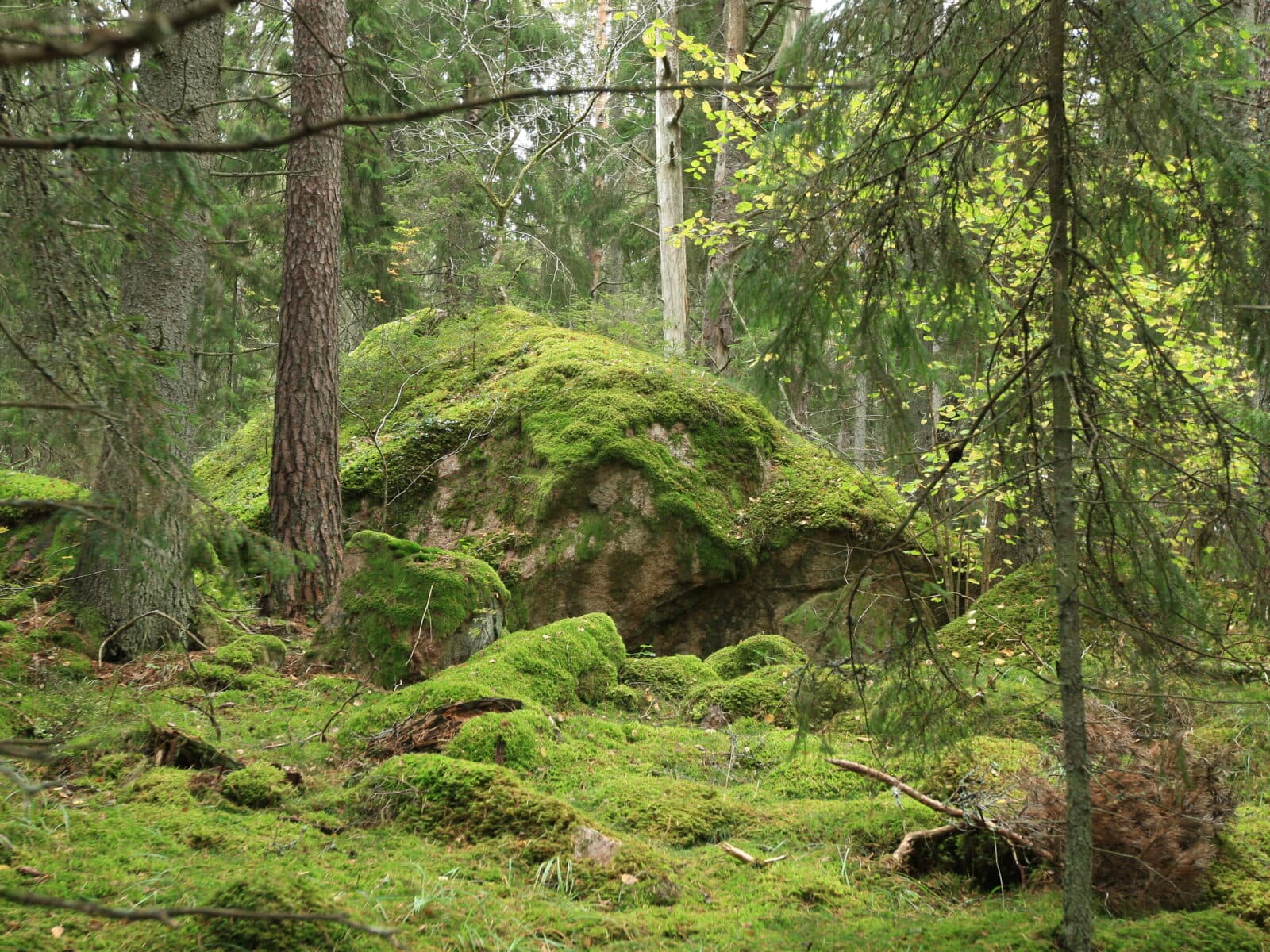 Reservat,gammelskog,Uppland