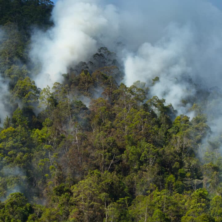 amazonas, aerial, wildfire, Fair Finance Guide rapport, regnskog, skövlad,