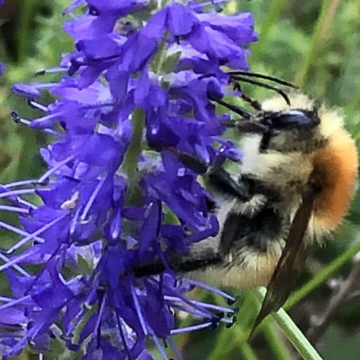 Närbild av en mosshumla på en blomma.