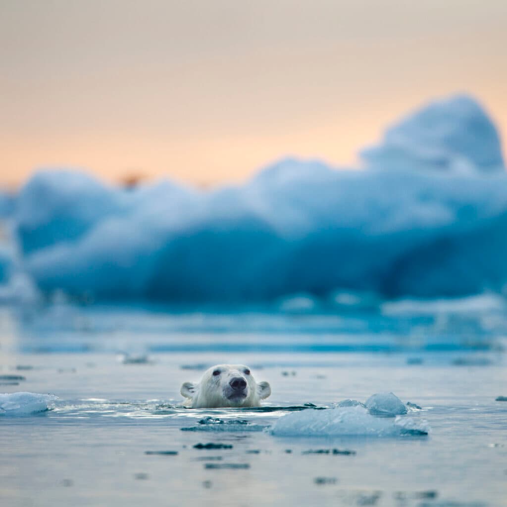 COP26: Vad är det? Isbjörn syns simma framför smältande isflak. FN:s klimattoppmöte ska tackla ...