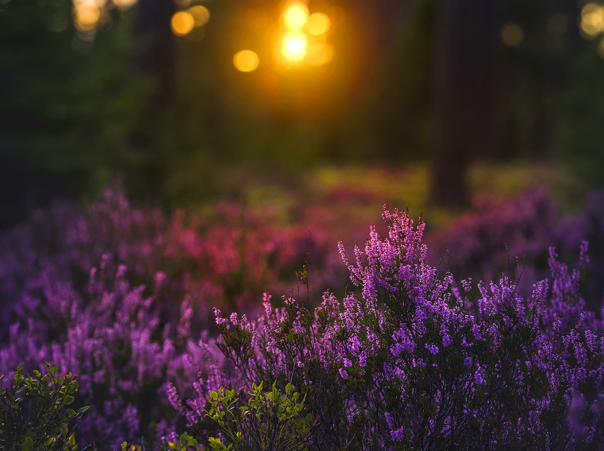 ljung,sverige,licens