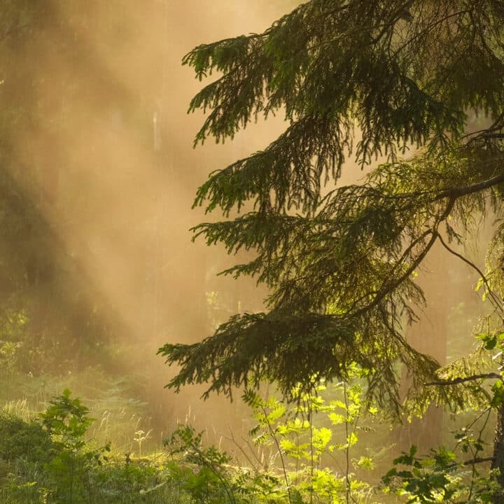 Låt skogen leva, gran